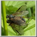 Rhagio notatus - Schnepfenfliege 08.jpg